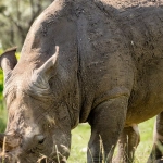 Поэтическая симфония азарта Great Rhino Megaways для романтиков