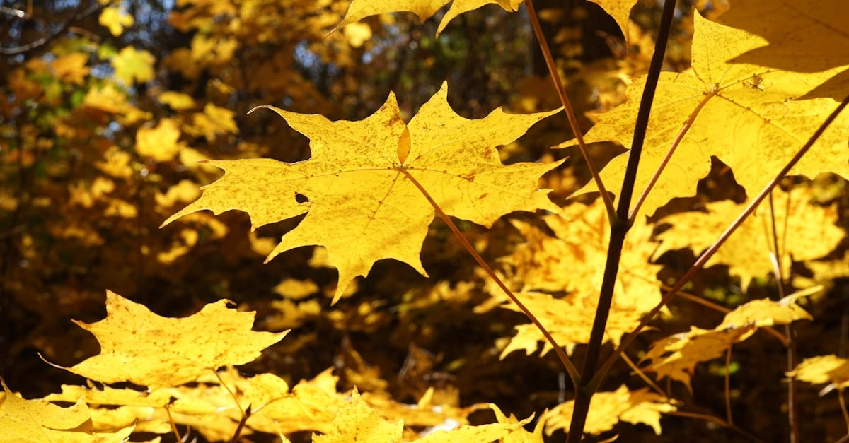 Романтика Дикого Запада в слот игре Wild West Gold